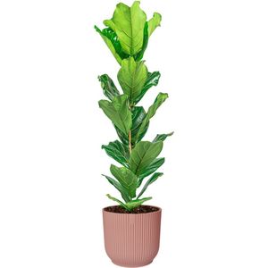 Ficus Lyrata in Vibes roze | Vioolbladplant / Tabaksplant