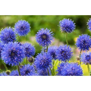 Plants Online - Tuinplanten - Vaste planten - Set van 5 - Jasione laevis 'Blaulicht' - 0.7 liter pot - Plant