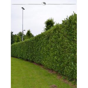 Laurier Prunus Caucasica 100-120 cm in Pot, 8x Haagplant