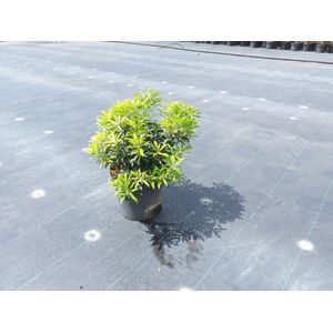 Plants Online - Tuinplanten - Heesters - Set van 1 - Pieris 'Forest Flame' - 10 liter pot - Plant 50-60 cm