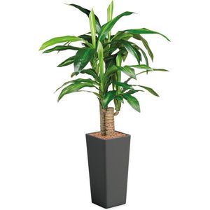 HTT - Kunstplant Dracaena Fragans in Clou vierkant antraciet H135 cm