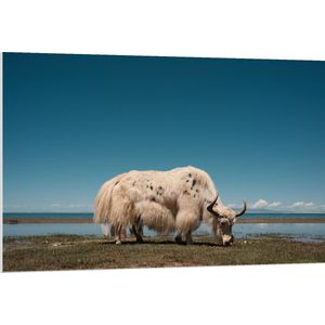 WallClassics - PVC Schuimplaat- Grazende Witte Stier bij het Water - 120x80 cm Foto op PVC Schuimplaat