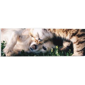 PVC Schuimplaat- Bruine Kat Knuffelend met Labrador Puppy in het Grasveld - 60x20 cm Foto op PVC Schuimplaat