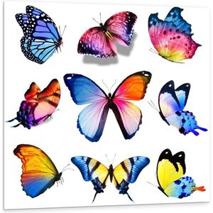 Forex - Kleurrijke Vlinders op Wit Blad - 100x100cm Foto op Forex