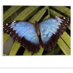 Forex - Open Vlinder op Smal Blad - 40x30cm Foto op Forex