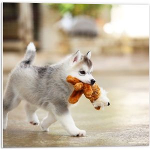 PVC Schuimplaat- Siberische Husky Puppy met Knuffel - 50x50 cm Foto op PVC Schuimplaat
