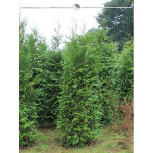 Levensboom Thuja plicata Atrovirens 100-120 cm, 10x Haagplant