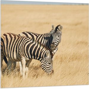Vlag - Zebra Duo door Droog Gras Landschap - 100x100 cm Foto op Polyester Vlag