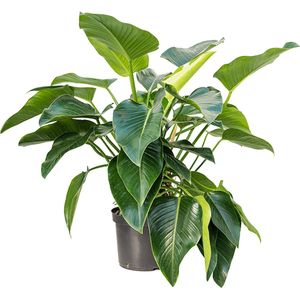 Philodendron Green Beauty Bush 110cm