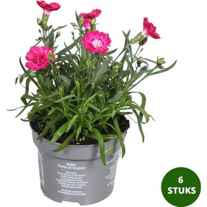Anjers - roze tinten - vaste plant - 6 stuks