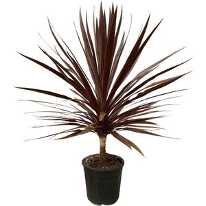 Trendyplants - Cordyline Red Star op stam - Hoogte 110-130 cm - Winterhard - Tuinplant - Potmaat Ø30cm