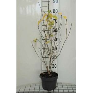 2 x Lonicera tatar. 'Hack's Red' - Kamperfoelie 40- 60 cm in pot