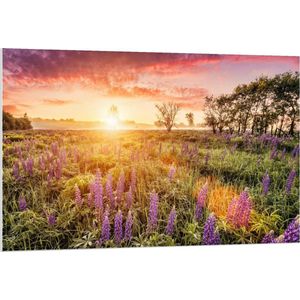 Forex - Ondergaande Zon bij Lavendelveld - 120x80cm Foto op Forex