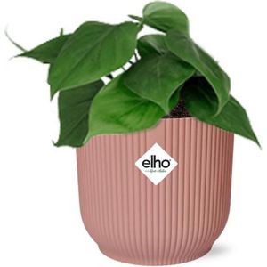 Green Harmony - Philodendron Scandens in ELHO Vibes Fold 14cm roze