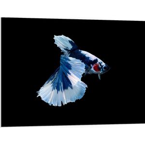 PVC Schuimplaat- Blauw Gevlekte Siamese Kempvis tegen Zwarte Achtergrond - 100x75 cm Foto op PVC Schuimplaat