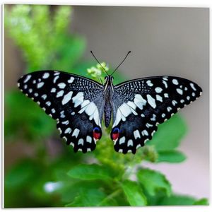 Forex - Bovenaanzicht Zwart/Witte Vlinder op Plant  - 50x50cm Foto op Forex