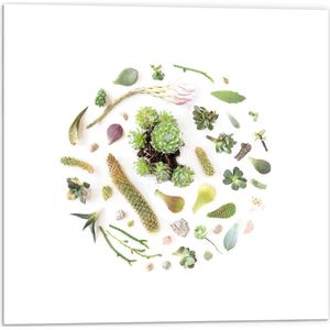 PVC Schuimplaat - Cirkel van Verschillende Groenkleurige Planten tegen Witte Achtergrond - 50x50 cm Foto op PVC Schuimplaat (Met Ophangsysteem)