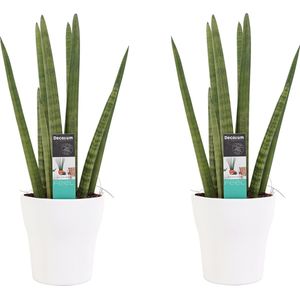Goed & Groen - Decorum Duo Sansevieria Cylindrica met sierpot Anna white - ↨ 35cm - Potmaat 12 - Kwaliteit Planten - Kamer Plant - Kamerplanten - Sfeer