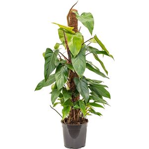 Philodendron Emerald mosstok | Philodendron
