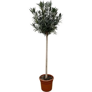 Nerium Oleander op stam met roze bloem - 170cm - Ø40