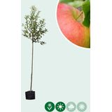 Malus d. 'Jonagold' | Malus domestica 'Jonagold' | Bomenbezorgd.nl