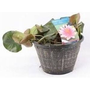 Moerings Standaard Rode Waterlelie | In 40CM Mand
