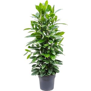 Ficus cyathistipula L kamerplant