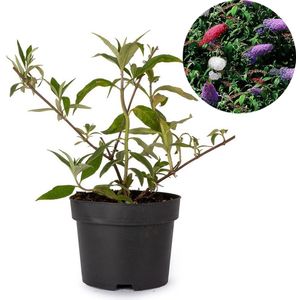 Vlinderstruik - Buddleja 'Tri-color' - 40-50 cm hoog - potmaat 19cm