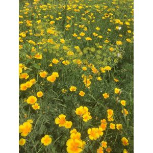 Veldbloemen zaad - Gele tinten 1 kilo - 500 m2 - Goudsbloem - bijen - vlinders - gele korenbloem – biodiversiteit - insecten