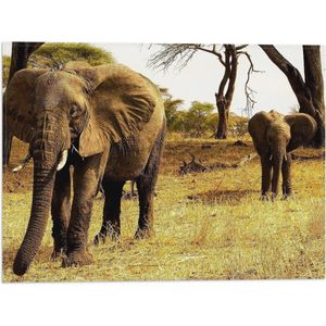WallClassics - Vlag - Moeder Olifant met Kind Lopend - 40x30 cm Foto op Polyester Vlag