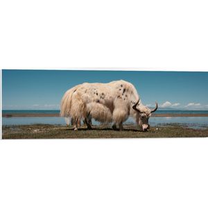 WallClassics - PVC Schuimplaat- Grazende Witte Stier bij het Water - 90x30 cm Foto op PVC Schuimplaat