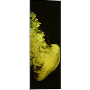 WallClassics - PVC Schuimplaat- Gele Kwal tegen Zwarte Achtergrond - 20x60 cm Foto op PVC Schuimplaat