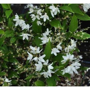 2 x Deutzia gracilis - Bruidsbloem 50- 60 cm in pot