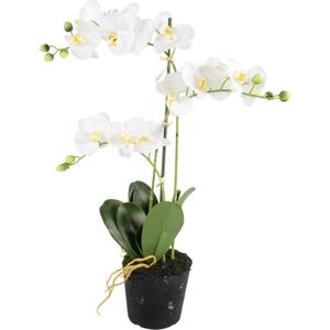 Phalaenopsis 3-tak - 63,5 cm