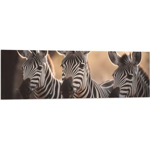 Vlag - Drietal Nieuwsgierige Zebra's - 120x40 cm Foto op Polyester Vlag