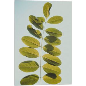 Vlag - Lichtgroene Robina Plant op Pastelblauwe Achtergrond - 40x60 cm Foto op Polyester Vlag
