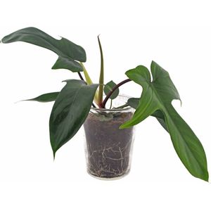 Philodendron Florida Green | 30cm | incl. glazen vaas