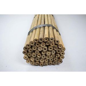 Bamboe groothandel - Kweekmaterialen kopen? | Ruime keus, Lage prijs |  beslist.nl