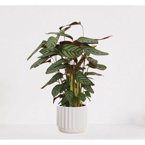 Calathea Compactstar in sierpot Liam Wit – luchtzuiverende kamerplant – pauwenplant – living plant - 55-70cm - Ø18 – geleverd met plantenpot – vers uit de kwekerij