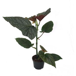 Begonia Corallina Wings - Hoogte 30cm - Pot 12cm
