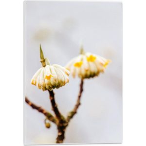 Forex - Wit Gele Hangende Bloemetjes - 40x60cm Foto op Forex