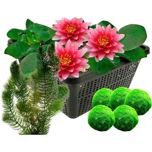 vdvelde.com - Rode Waterlelie - Nymphaea Attraction + Zuurstofplanten - Combi set - 12 planten - Plaatsing: -1 tot -40 cm