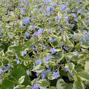 6x Kaaps-vergeet-me-nietje - Brunnera macropyhlla ‘Variegata’ - Pot 9x9cm