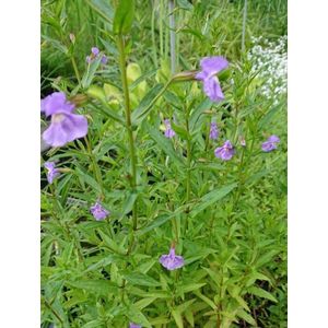 Blauwe maskerbloem (Mimulus ringens) - Vijverplant - 3 losse planten - Om zelf op te potten - Vijverplanten Webshop