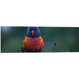 WallClassics - PVC Schuimplaat - Kleine Rood met Blauwe Parkiet op Groen Blad - 90x30 cm Foto op PVC Schuimplaat (Met Ophangsysteem)