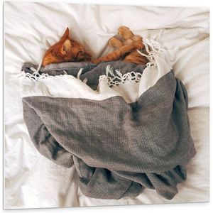 Forex - Slapende Kat onder Deken op Bed - 100x100cm Foto op Forex