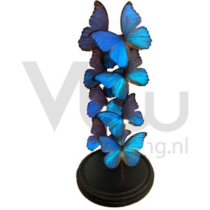 Vtw Living - Vlinder in Glazen Stolp - Vlinders - Blauw - 60 cm hoog