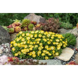 Plants Online - Tuinplanten - Vaste planten - Set van 3 - Delosperma Ice Cream Yellow - 0.7 liter pot - Plant