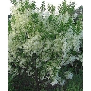 2 x Chionanthus virginicus - Sneeuwvlokkenboom, Sneeuwvlokkenstruik 60- 80 cm in pot