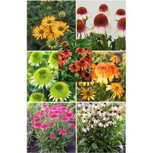 Bulbs by Brenda - Echinacea mix - 7 stuks - Zonnehoed planten - echinacea vaste planten